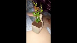 Cutting cost of living by planting vegetables in rubber galons