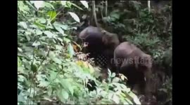 New history revealed that two elephants appeared in the forests of West Sumatra, Indonesia