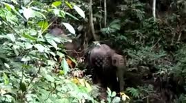 Rare Sumatran elephants surface in Indonesian forest after being declared extinct