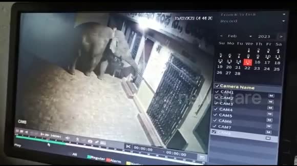 Repeat offender: Elephant punches hole in metal door to steal rice from depot