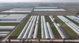 Farmers Harvest Asparagus in A Greenhouse in Suqian, China