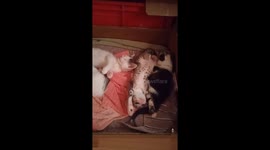 Tiny cute kittens descovering each other by playing toghether in the cozy bed box