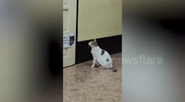 Stray cat amusingly stares at 'No cats allowed' poster outside room at school