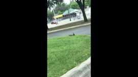 2 birds fighting