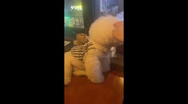 a dog that is obedient and cute to its customers !!!!!!!!!!!!!