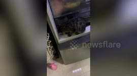 Hot pet kitten climbs inside fridge to cool off in Malaysia