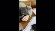 temp