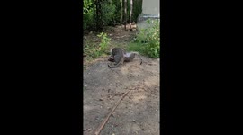 Two kitten play fighting on garden & mom cat protect her kittens in India