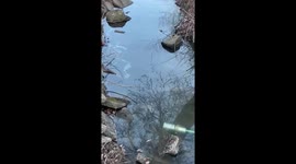 Sulfur chemical runoff seen behind East Palestine Municipal building in Ohio
