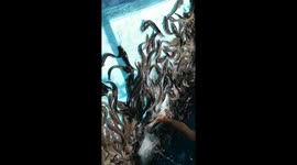 Enjoying at Catfish from overload happiness, all the hardship pays off.