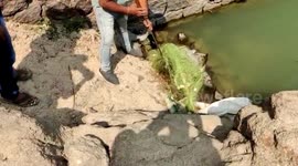 Eight-feet long python is rescued after getting stuck in fishing net