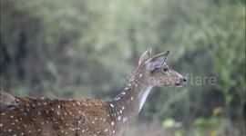 Deer graunt in the wild clear shots