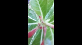 First blooming flower; Home gardening ideas shared from Jamaica Arranging your garden to fit the Visionary desire in making your own little Paradise habitat satisfactory