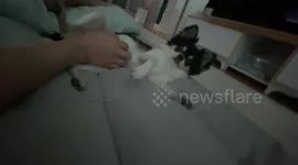 hat's the reaction of the puppy that you see when you scratch your stomach? Are you ok?