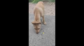 The Heartwarming Tale of a Street Puppy and His Love for Biscuits