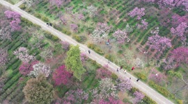 Tourists Enjoying Plum Blossoms In Nanjing, China