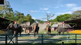 These elephants are know to dance at Safari Malaysia