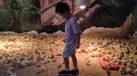 Kid enjoys playing with newborn chicks at poultry farm