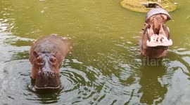 Hyppoes begging for food in zoo Malaysia