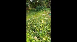 Colorful butterflies collecting honey from flower to flower in India  .Butterflies In our green Garden