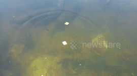 Under water Fishes playing and eating biscuit in the Mahanadi river at sambalpur Odisha