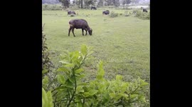 A group of buffaloes Grazing in the open green fields ,The buffaloes graze in the field in India