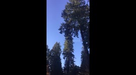 Bald eagles out at UBC