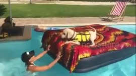 Dog learns to swim with special life jacket