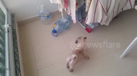 Puppy vs water bottle
