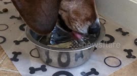 Dog Drinking in Slow Motion
