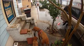 Typical Flooding, New Orleans
