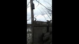 Leaping squirrel misses branch