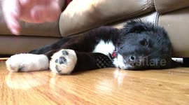 How to check if your puppy is actually asleep.