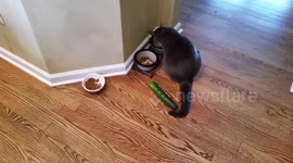 Luna vs. Cucumber (Cat vs. Cucumber)
