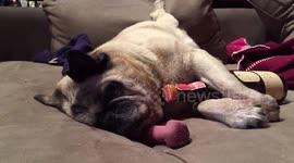 Pug knows how to party at Christmas time