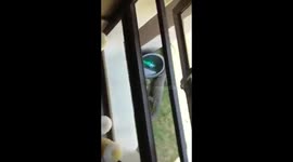 Rock monitor Reptile in our housing estate looking for brekki