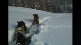 Horses struggle in snow as deep as their heights