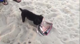 Dog doesn't like sight of Donald Trump