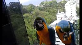 Macaws land at apartment window for snack