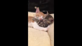 Two different breeds of kitten cuddling