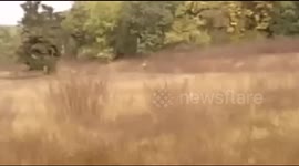 Bigest tiger in india