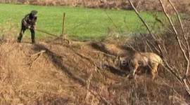Police saves the trapped wild elk