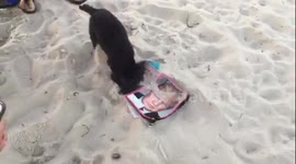 Dog does not like sight of Donald Trump