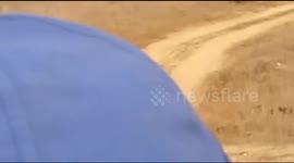 The Big Jai India's second biggest tiger 