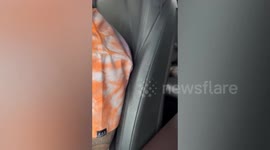 Pet racoon relaxes on back seat of car while travelling with owner