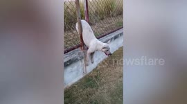 Tired stray dog with body pinched in narrow fence gap rescued
