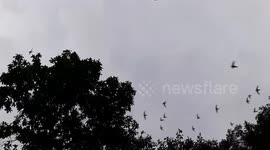 swifts coming out of a cenote in San Luis Potosi, northern Mexico