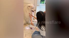 Smiling pet dog full of heart stickers on fur on Valentine's Day