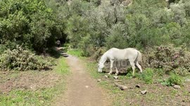 Spanish white horse eating next to a river