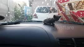 So my kitten decided (original video) to take over the car today as i was busy doing a car wash at home. She ended up being MY MINI INSPECTOR